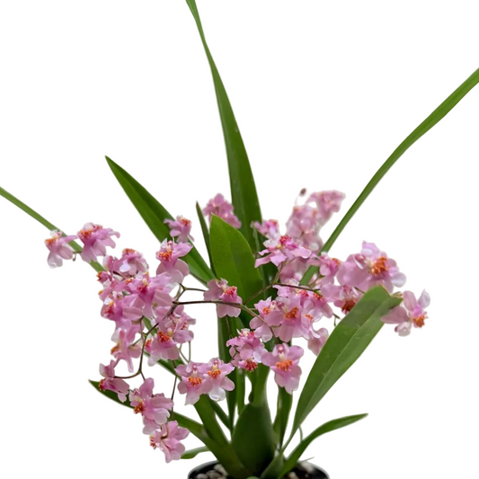 "Oncidium Twinkle Tsiku Marguerite Chain ‘TZY Dragon #1’ orchid with delicate flowering sprays in 85mm pot"