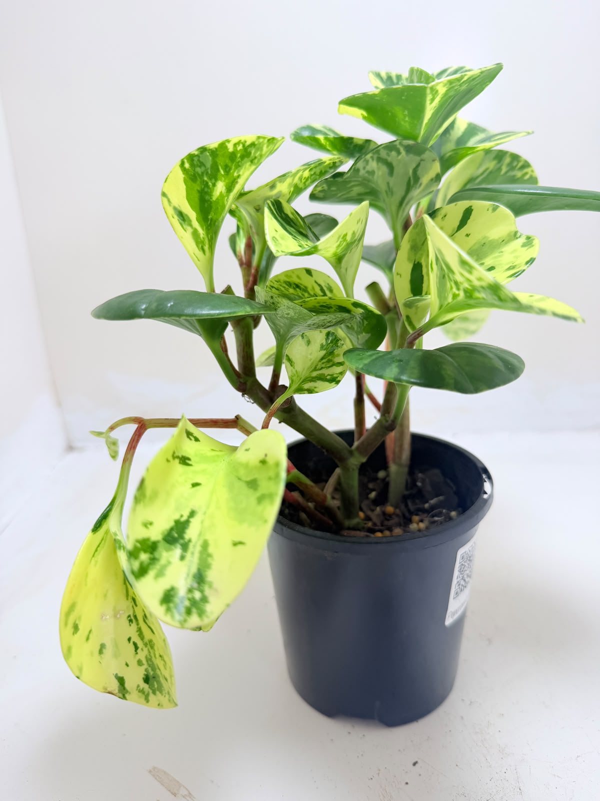 Easy-care Peperomia Marble indoor plant perfect for Australian homes.
