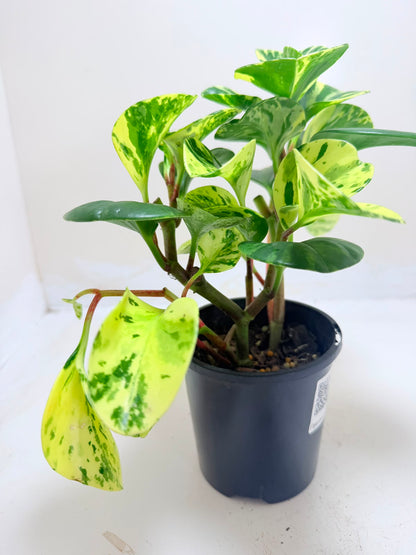 Easy-care Peperomia Marble indoor plant perfect for Australian homes.