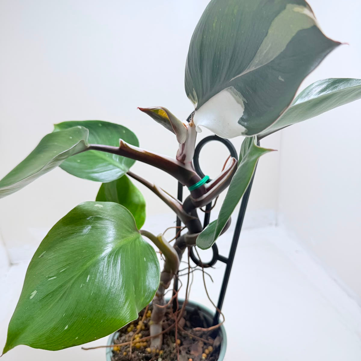Variegated Philodendron White Knight collector plant.