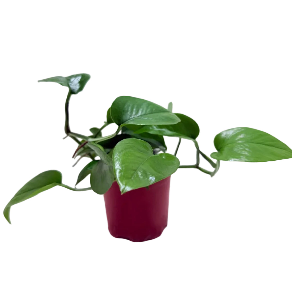 Compact Pothos Jade growing in a nursery pot.