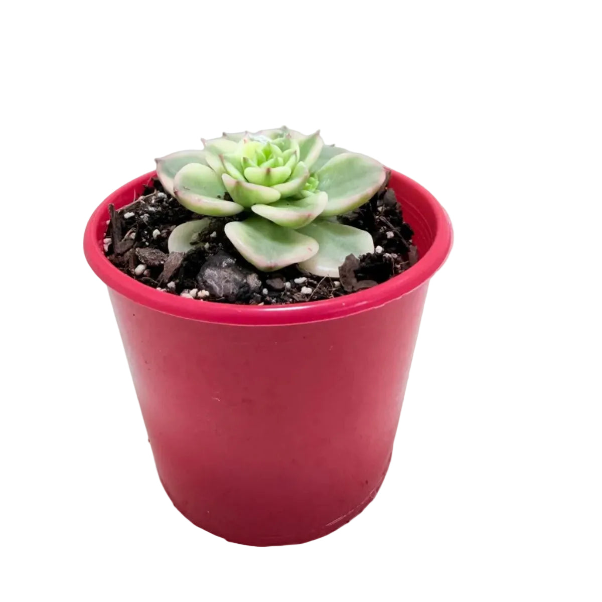 Healthy Sedeveria Rolly succulent with attractive variegated foliage.