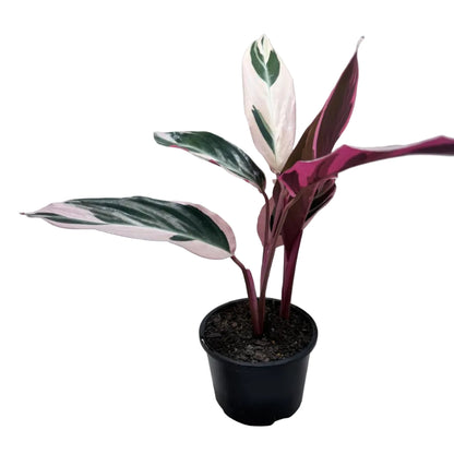 Tropical Stromanthe Tri Colour houseplant displayed indoors.
