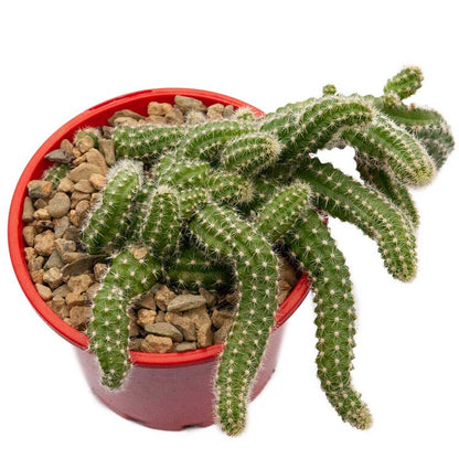 Cacti - Chamaecereus 'Peanut Cactus'