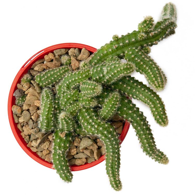 Cacti - Chamaecereus 'Peanut Cactus'