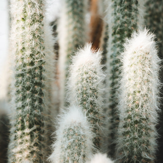 Cacti- Espostoa - Old Man cactus