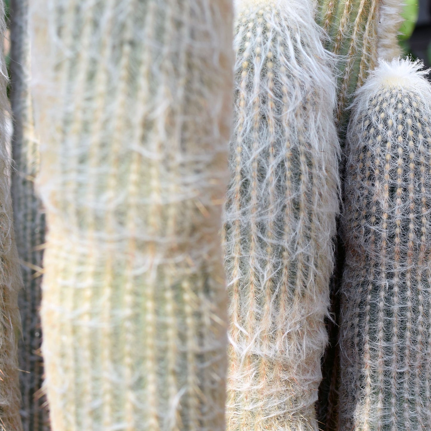 Cacti- Espostoa - Old Man cactus