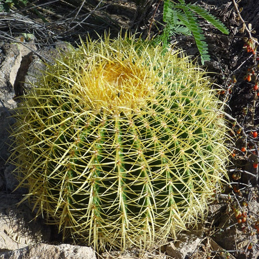 Cacti- Golden Barrel Cactus- Echinocactus Grusonii