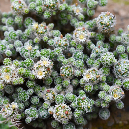 Cacti- Mammillaria Gracilis