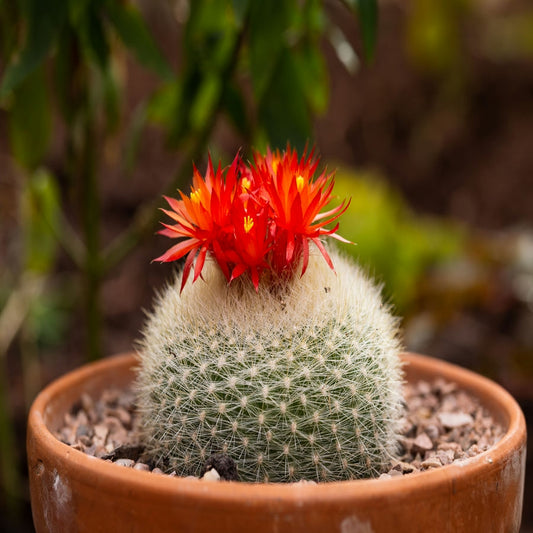 Cacti- Parodia Haselbergii "Scarlet Ball Cactus'