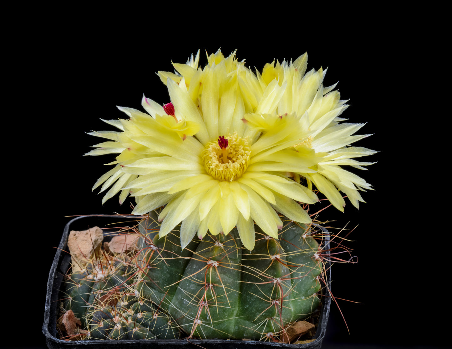 Cacti - Parodia Ottonis