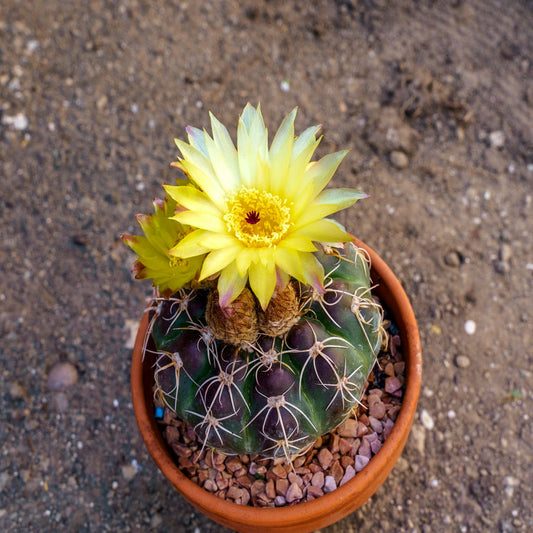 Cacti - Parodia Ottonis