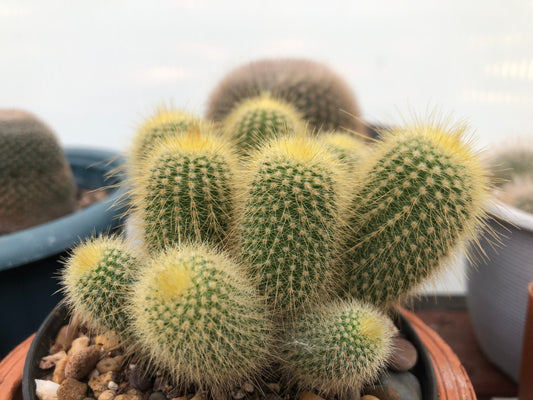 Cacti- Parodia 'Golden Ball Cactus'