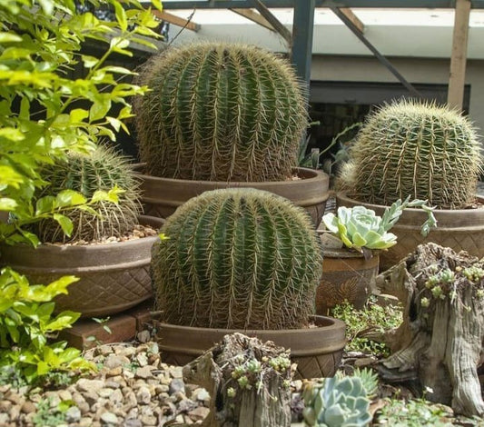 Cacti- Golden Barrel Cactus- Echinocactus Grusonii