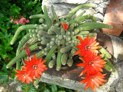 Cacti - Chamaecereus 'Peanut Cactus'