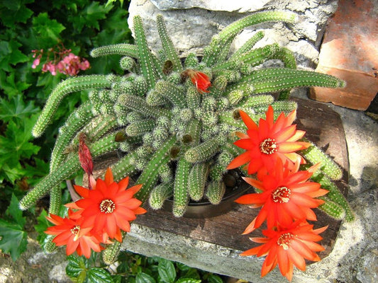 Cacti - Chamaecereus 'Peanut Cactus'