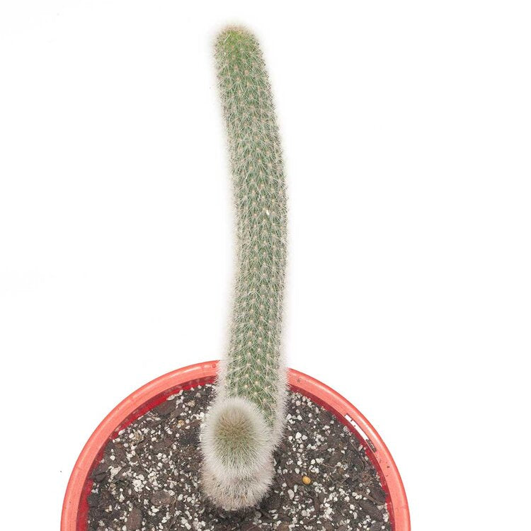 Cacti - Cleistocactus Ritteri – Succulents World