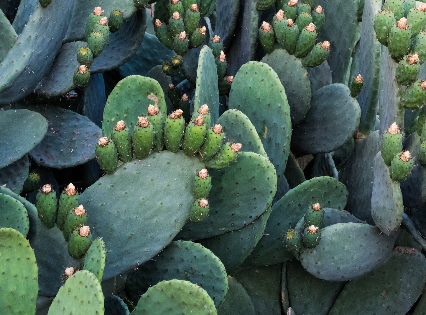 Cactus Indian Figs batch (Prickly Pear Cactus)
