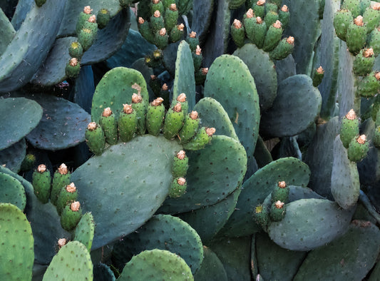 Cactus Indian Figs batch (Prickly Pear Cactus)