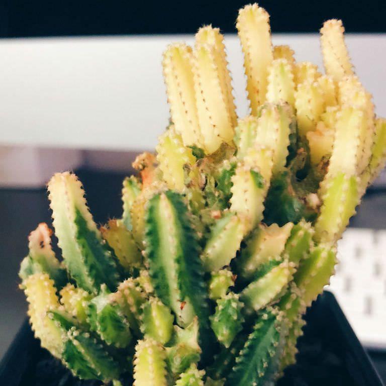 Cereus tetragonus 'Fairy Castle' Variegated