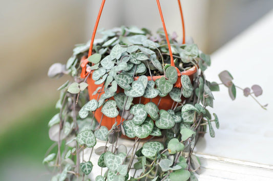 Ceropegia Chain of Hearts