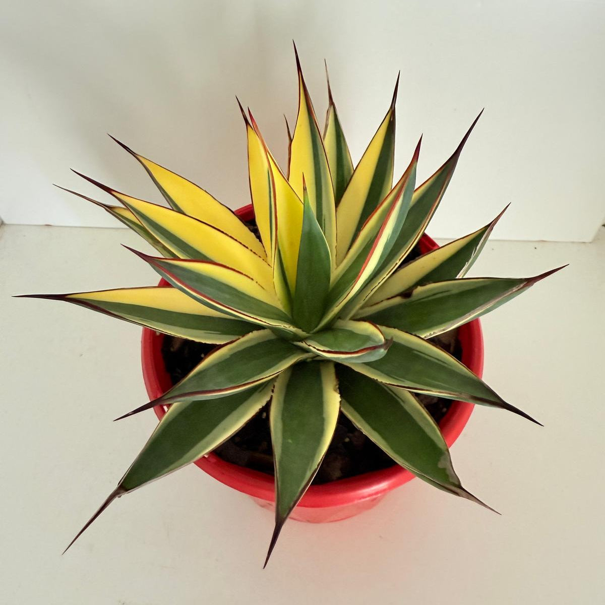 Agave Snow Glow My Store