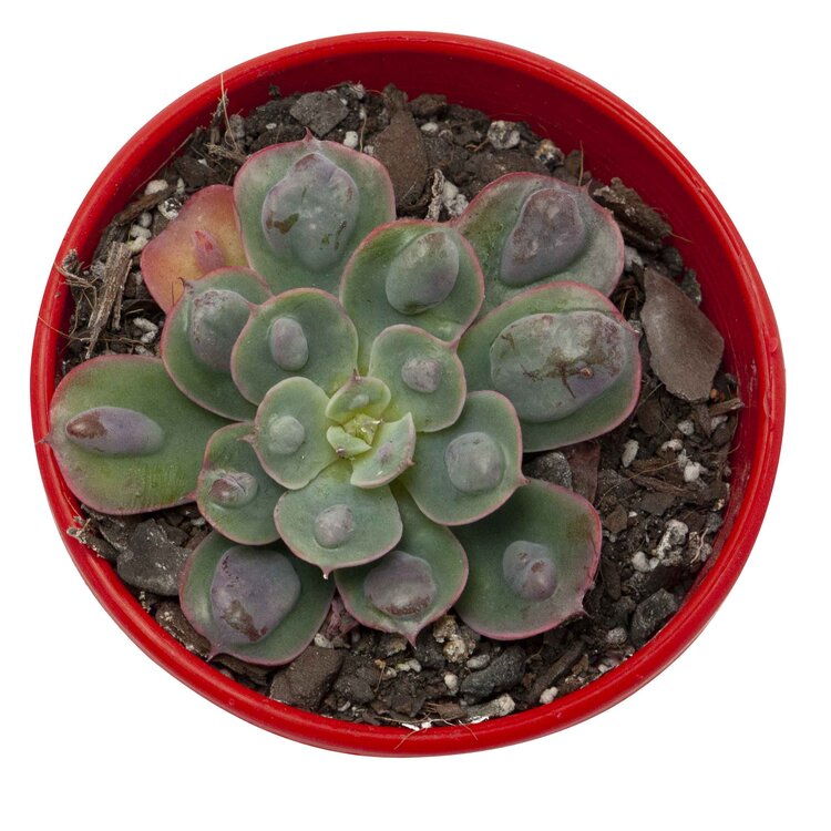 Close-up of the raised raindrop texture on Echeveria ‘Raindrops’ leaves