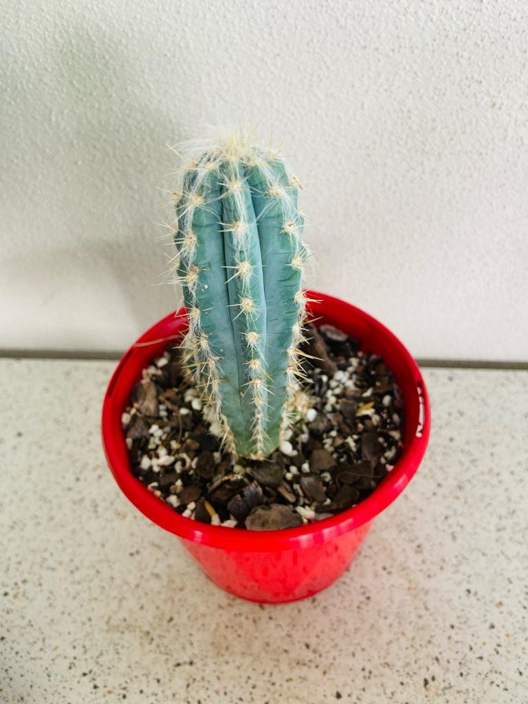 blue-columnar-cactus-garden