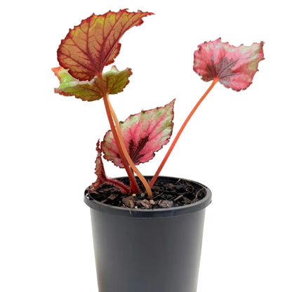 Decorative Begonia 'T-Rex Kotobuki' indoor foliage plant with vibrant red, silver and green leaves.