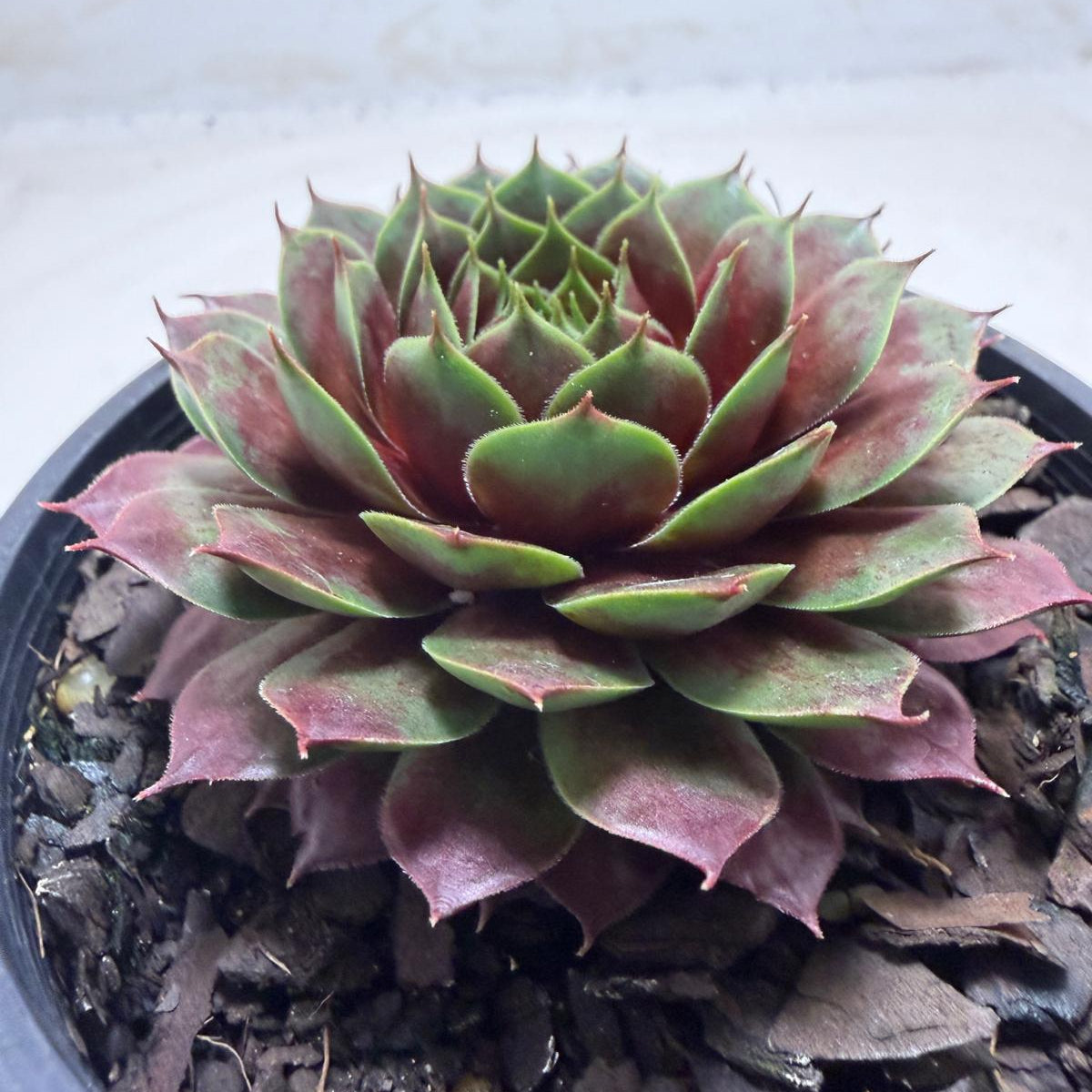 Close-up of vibrant rosettes on Sempervivum 'Marlands Beauty'.