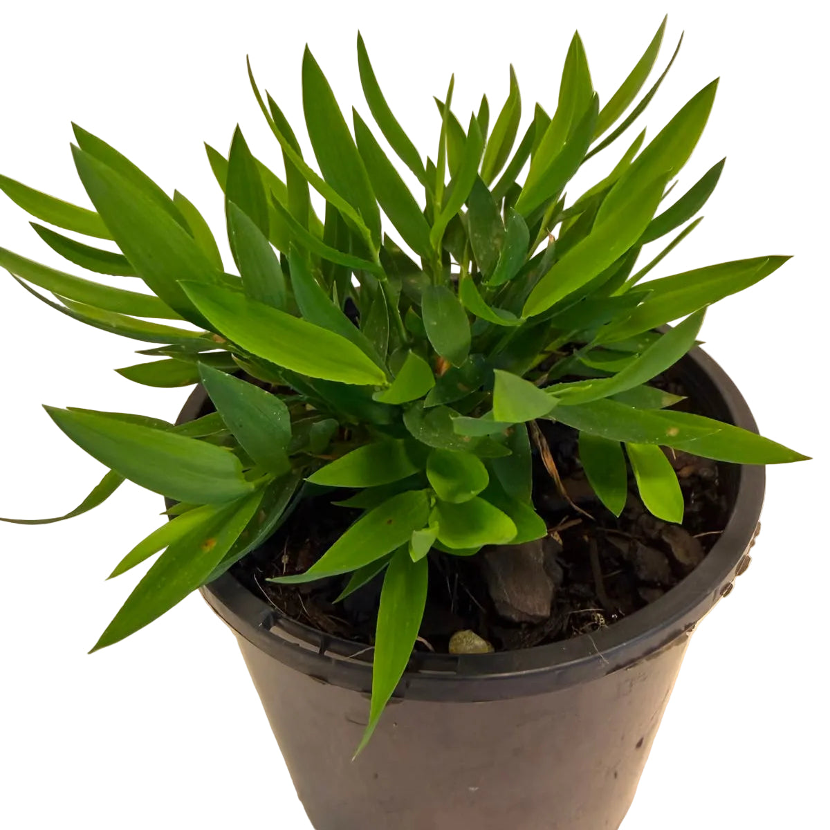 Bamboo-like indoor plant suitable for terrariums and decorative pots.