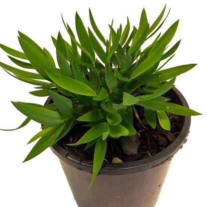 Bamboo-like indoor plant suitable for terrariums and decorative pots.