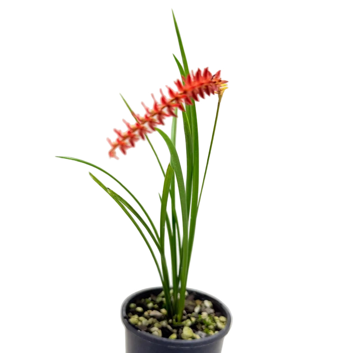 Compact Dendrochilum orchid suitable for indoor growing with graceful crimson flower spikes