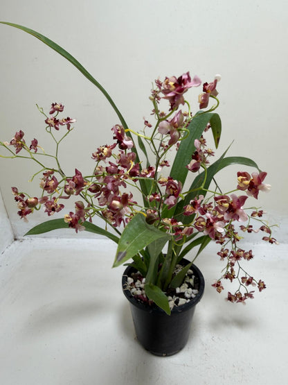 Oncidium Gold Dust orchid with colourful flower spikes.