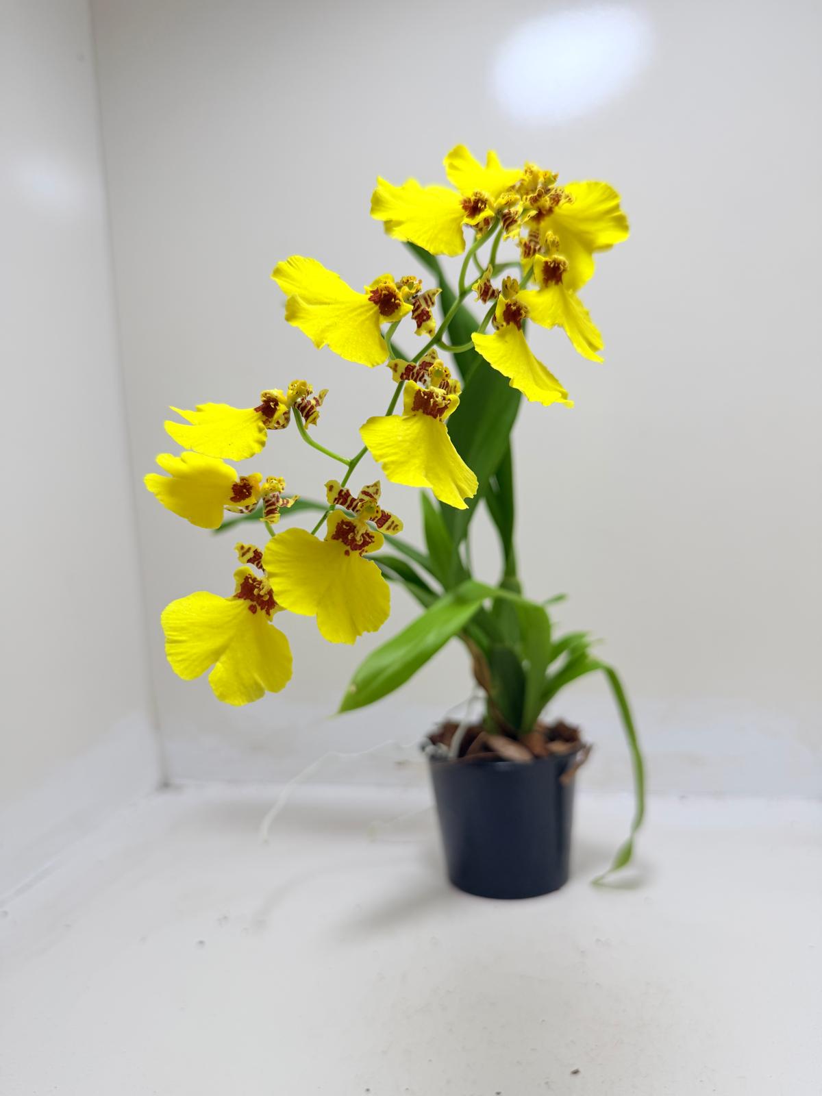 Oncidium orchid displayed in bright filtered light.