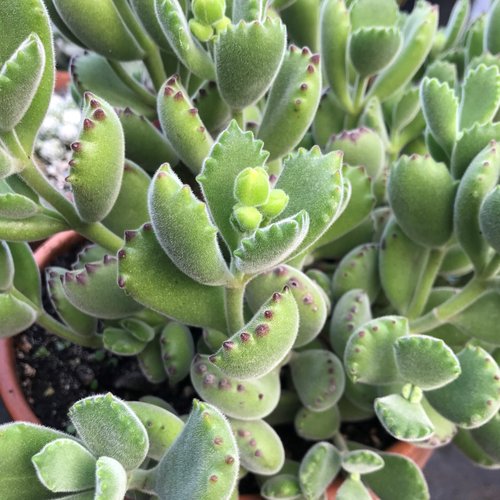 Cotyledon Tomentose Ladismithiensis