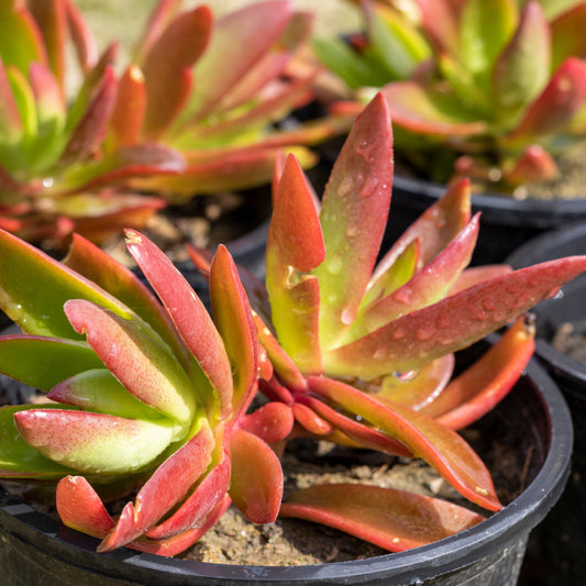 Crassula Capitella Campfire