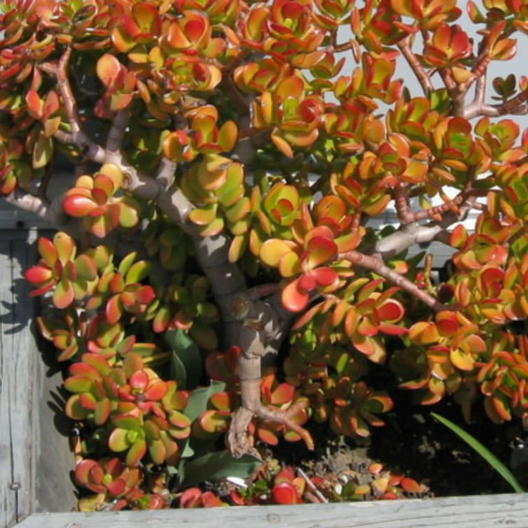 Crassula Crosby Red