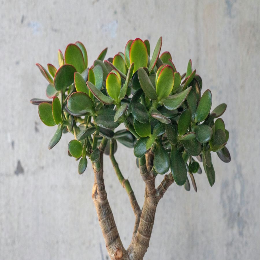 Crassula Hummel's Sunset - Dwarf Form