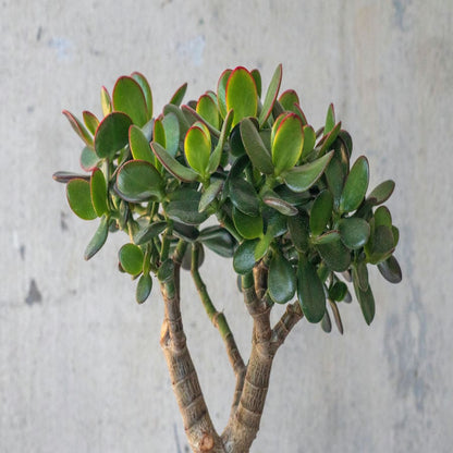 Crassula Hummel's Sunset - Dwarf Form