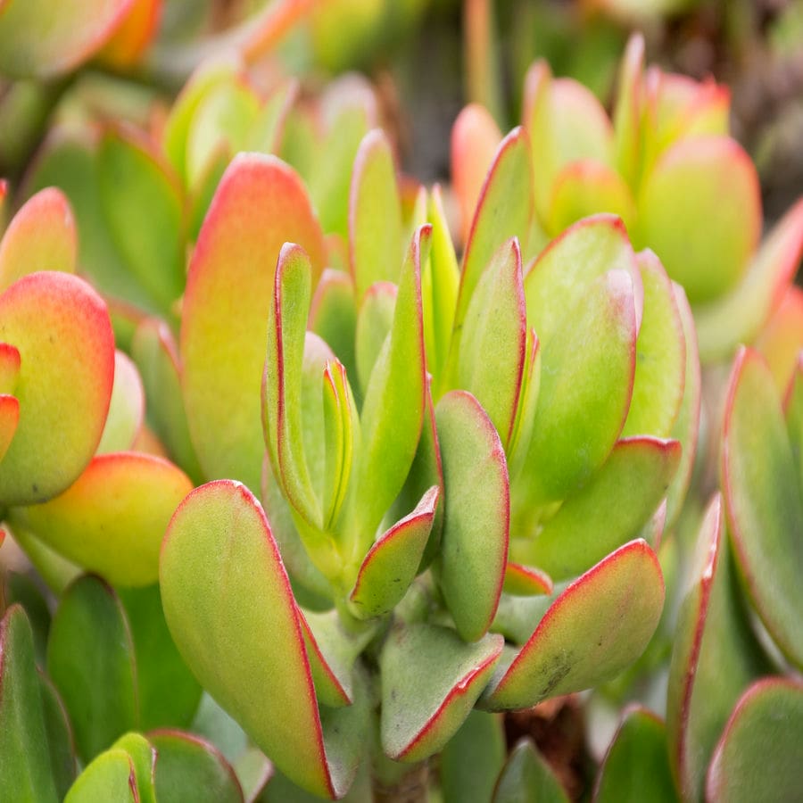 Crassula Hummel's Sunset