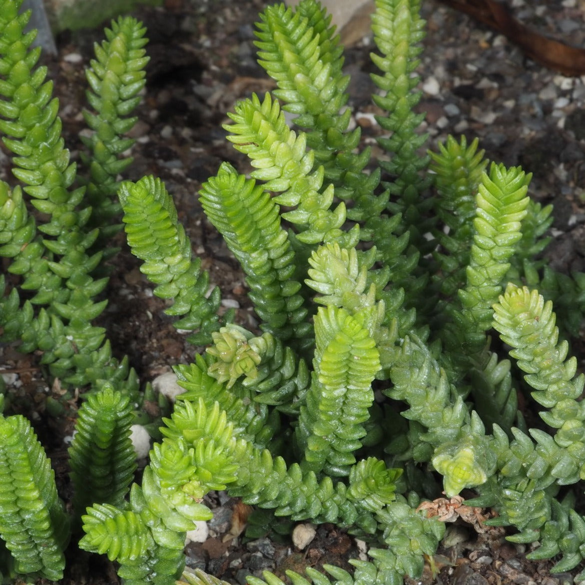 Crassula Muscosa