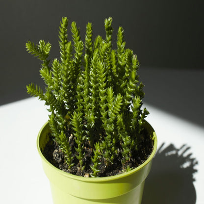 crassula muscosa succulent Crassula Muscosa – Succulents World