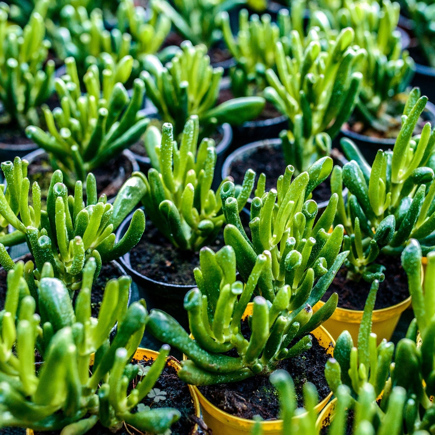 Crassula Ovata Hobbit