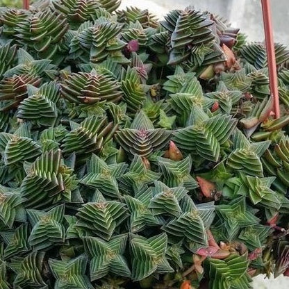 pagoda village succulent Crassula Pagoda Village – Succulents World