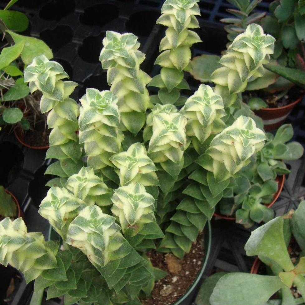 Crassula Perforata Variegata- Perfoliata