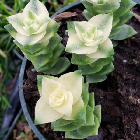 Crassula Perforata Variegata- Perfoliata