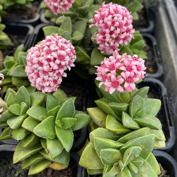 Crassula Springtime