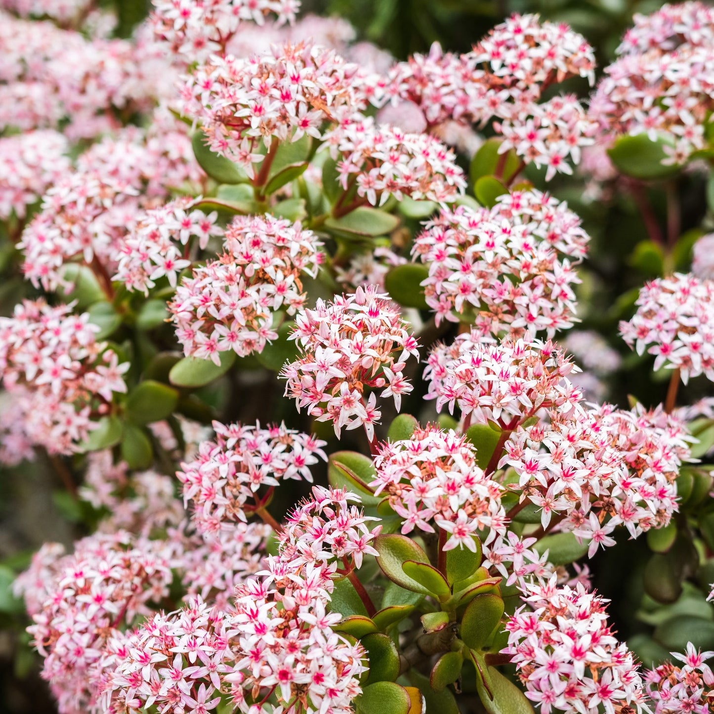 Crassula Springtime