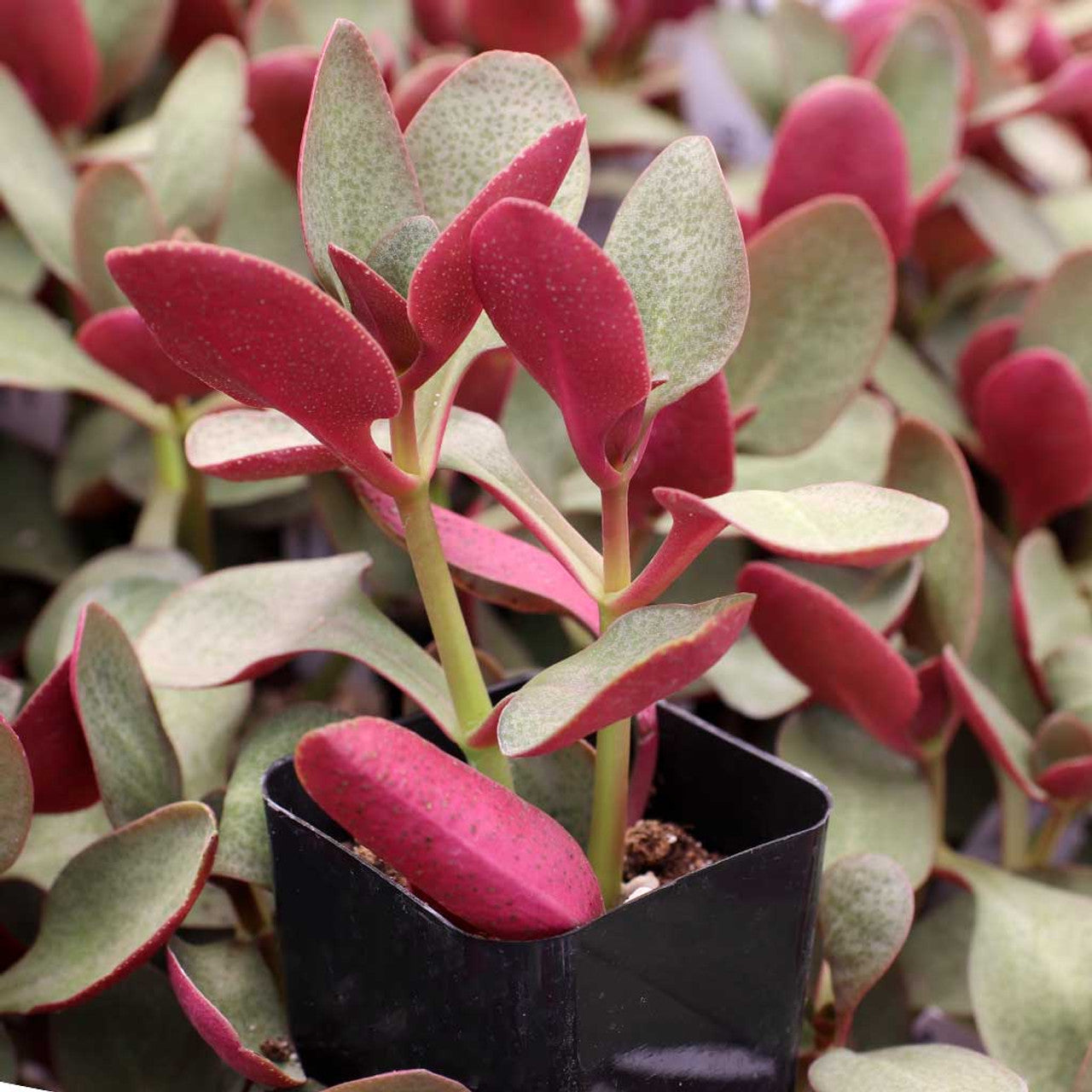 Crassula Streyi